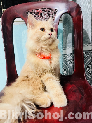 Persian cat (male)